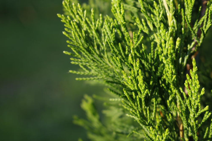 3G Juniperus Chinensis 'Spartan' - Juniper - 1008561