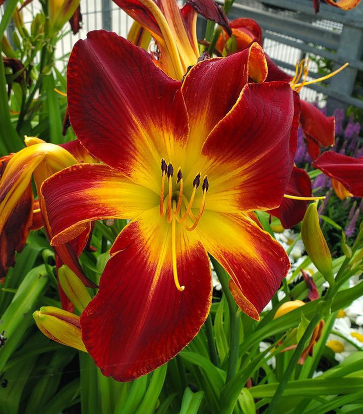 2G Hemerocallis Rainbow Rhythm® 'Ruby Spider' Ruby Spider Daylily 1006762