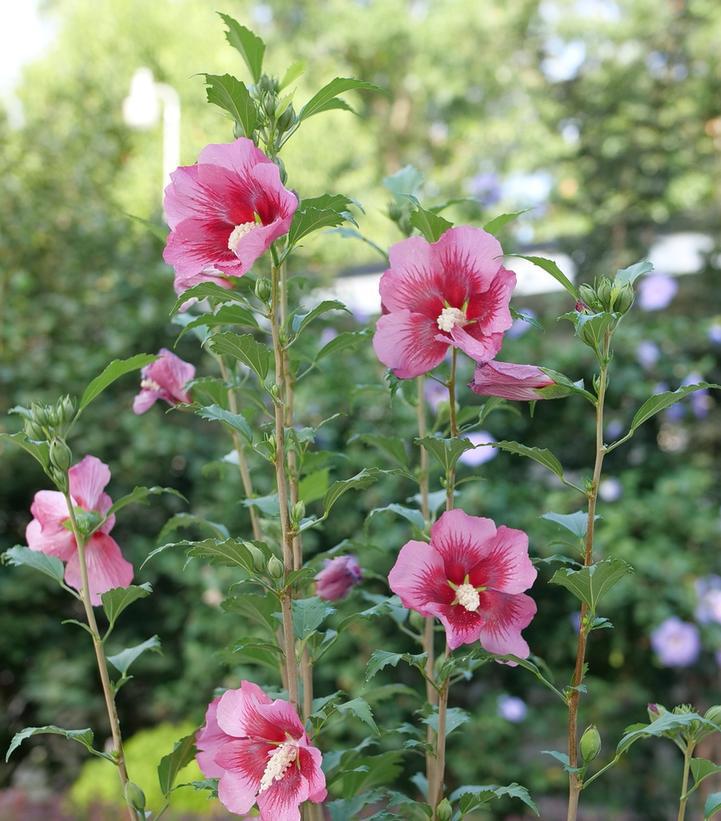 3G Hibiscus Syriacus 'Red Pillar' - Rose Mallow - 1015425