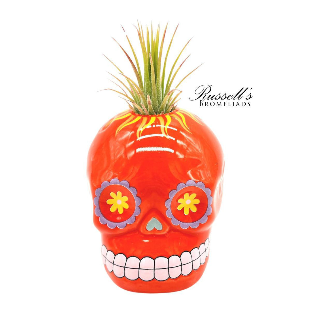 Sugar Skull w/ Air Plant - FP0141