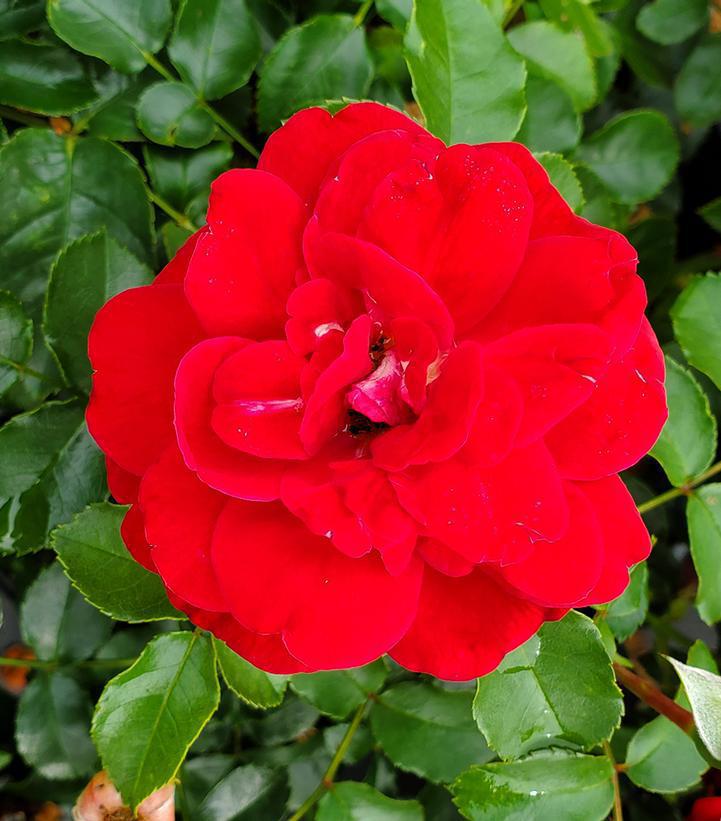 2G Rosa 'Paint The Town' Paint the Town Rose 1009224