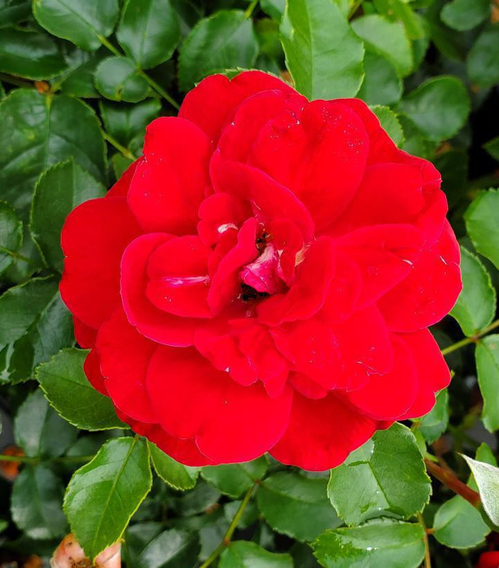 2G Rosa 'Paint The Town' Paint the Town Rose 1009224