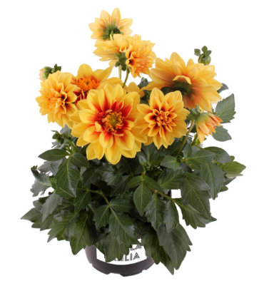 4.5" Dahlia