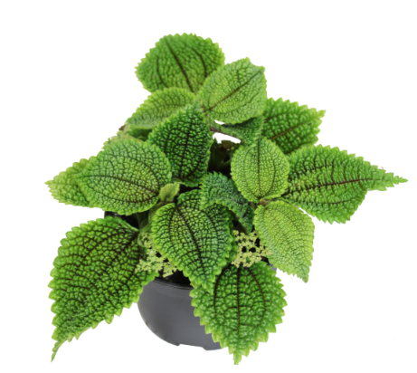 5" Pilea - Moon Valley - G4327
