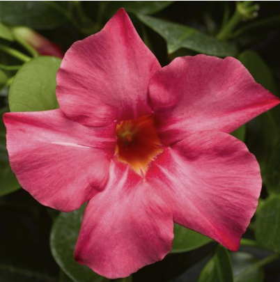 11" HB Mandevilla Hanging Basket
