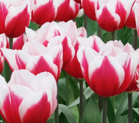 10" Bulb Pan Tulip - Red/White