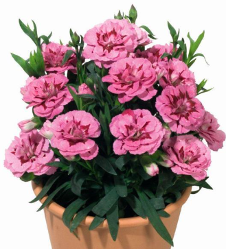 4.5" Dianthus - Oscar Pink + Purple