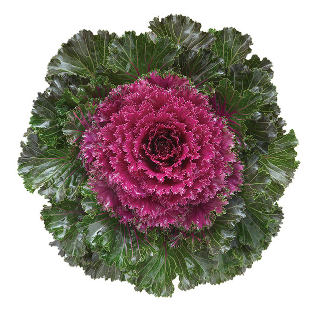 9" Ornamental Flowering Kale - Crystal Red