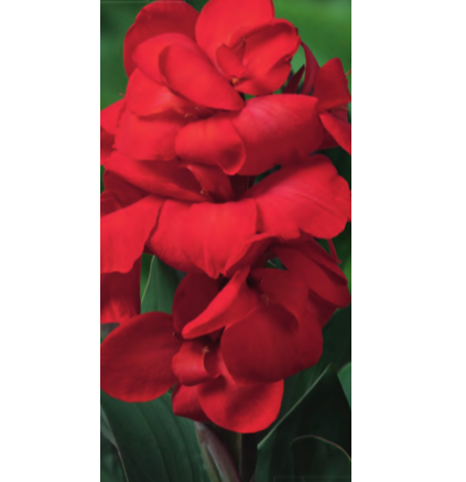 Netherland Bulb Company - Canna Emma 1CT - Marginal Plant - 1880710312