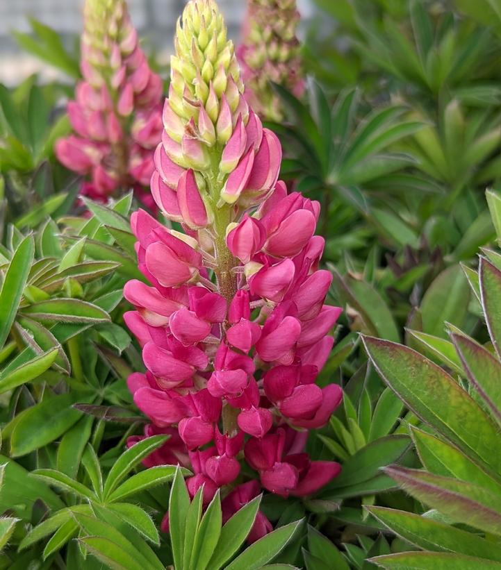 1G Lupinus p. lupini 'Red Shades' Red Shades Lupine 1012272