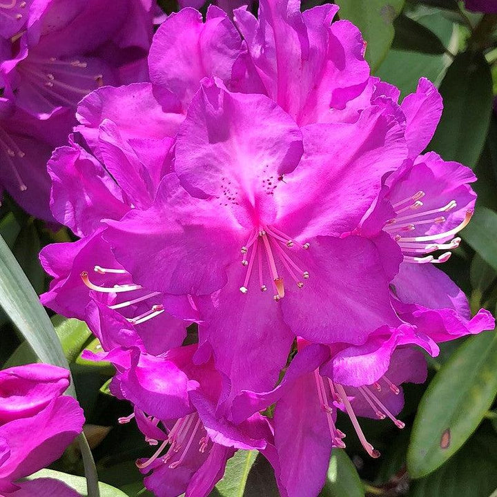 Purple Passion Rhododendron