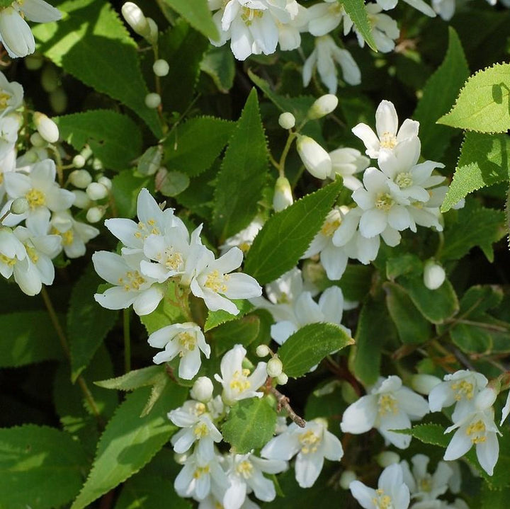 Dwarf Nikko Deutzia