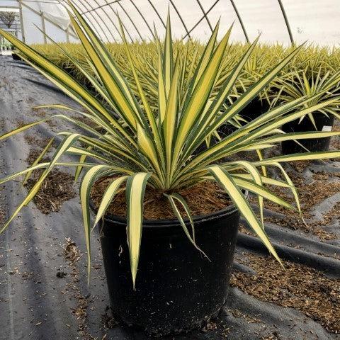 Color Guard Adam's Needle, Yucca