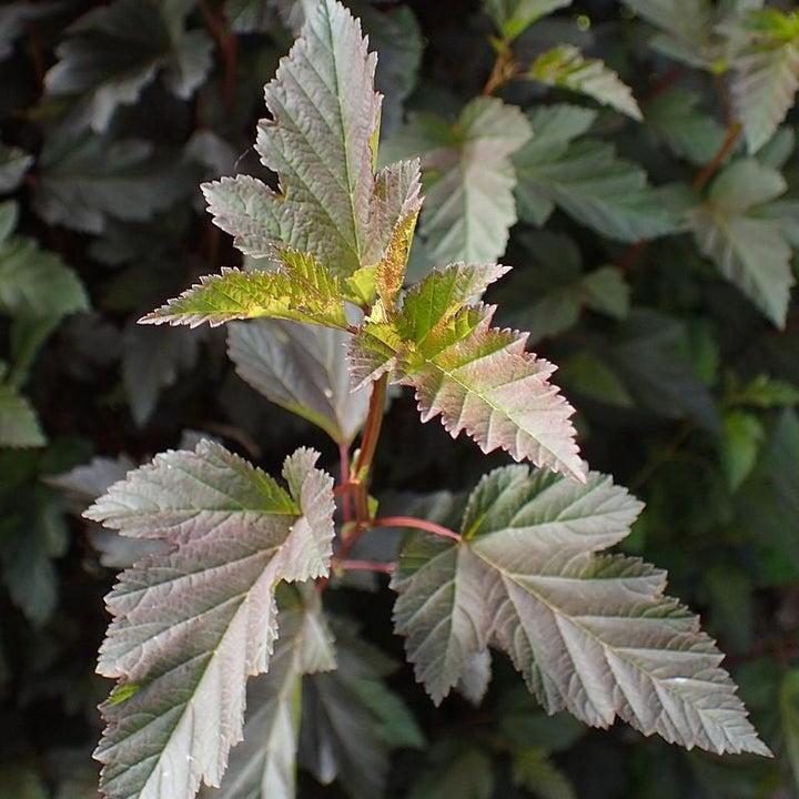 Summer Wine® Ninebark