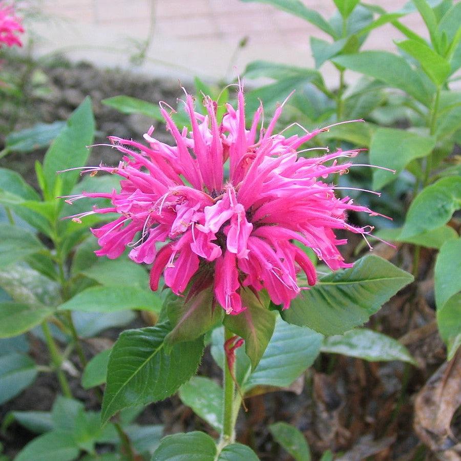Monarda 'Bubblegum Blast' PP27497  - Sugar Buzz® Bubblegum Blast Bee Balm