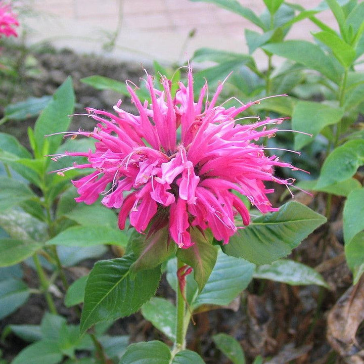 Monarda 'Bubblegum Blast' PP27497  - Sugar Buzz® Bubblegum Blast Bee Balm