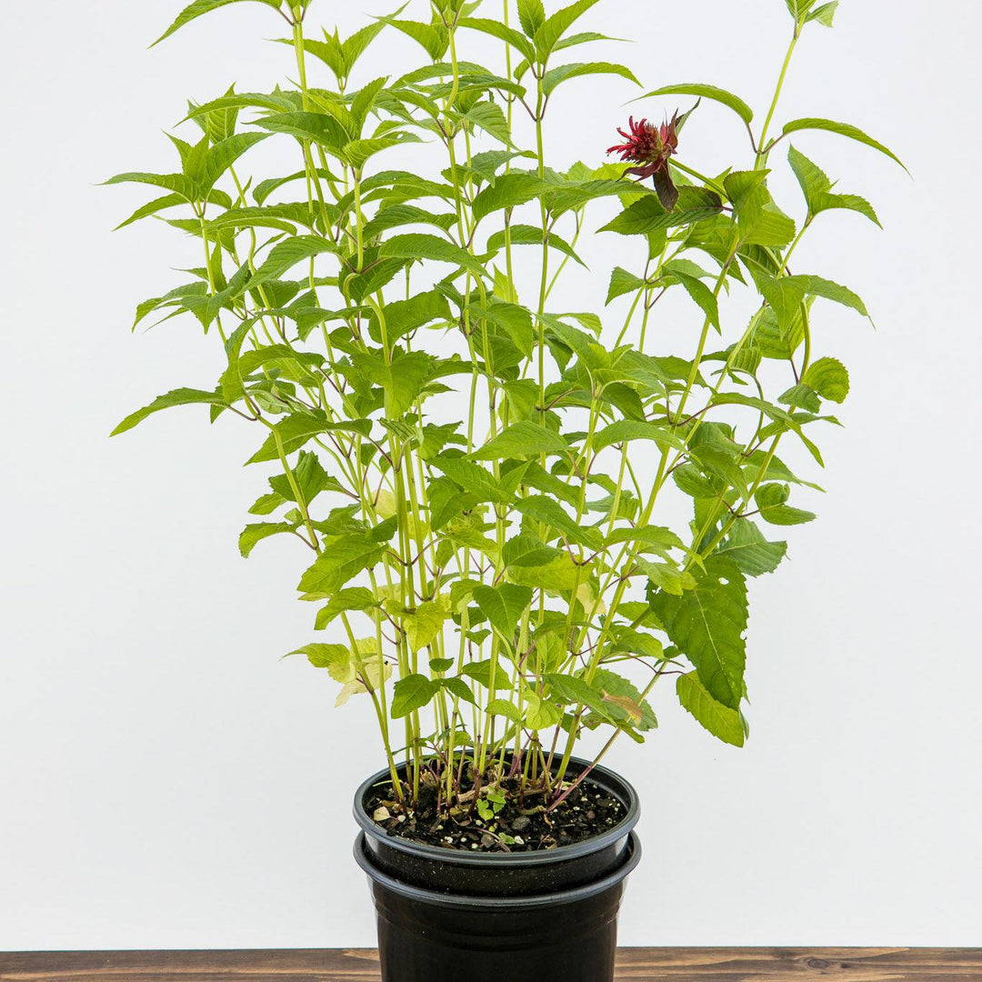 Jacob Cline Bee Balm