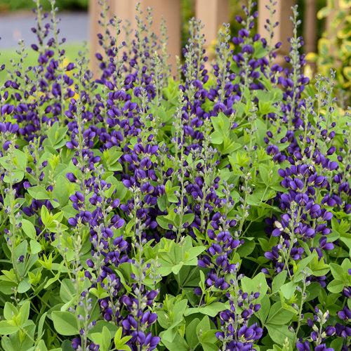PW® Decadence® Sparkling Sapphires False Indigo