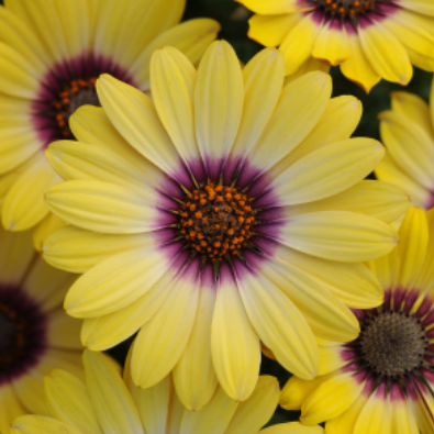 4.5" Osteospermum - Daisy - Blue Eyed Beauty