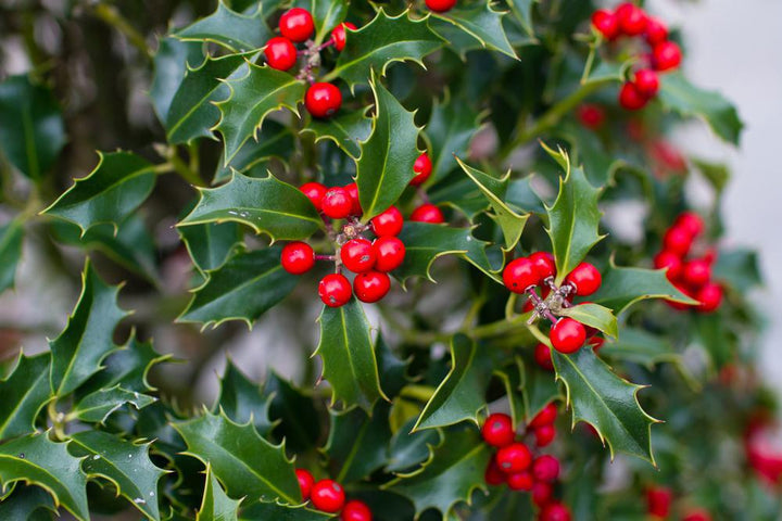 3G Ilex X meserveae 'Berryific' Berryific Holly (Male & Female Same Pot) 1002464