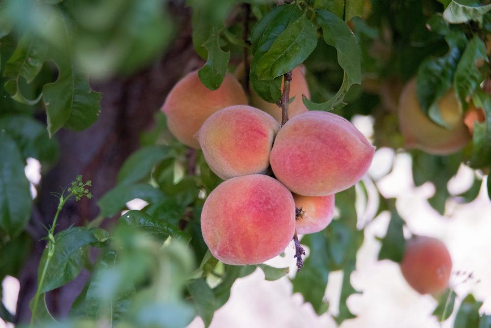 7G Prunus X 'Redhaven' Peach - Peach Tree - 1000614