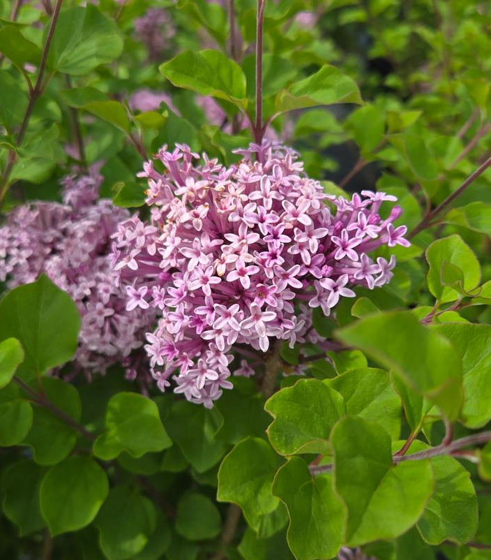 3G Syringa Meyeri 'Palibin' - Dwarf Korean Lilac - 1001128
