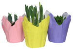 6" Assorted Bulbs w/ Decorative Pot Cover - ( Sold Individually ) Daffodil / Tulip / Hyacinth - F4434