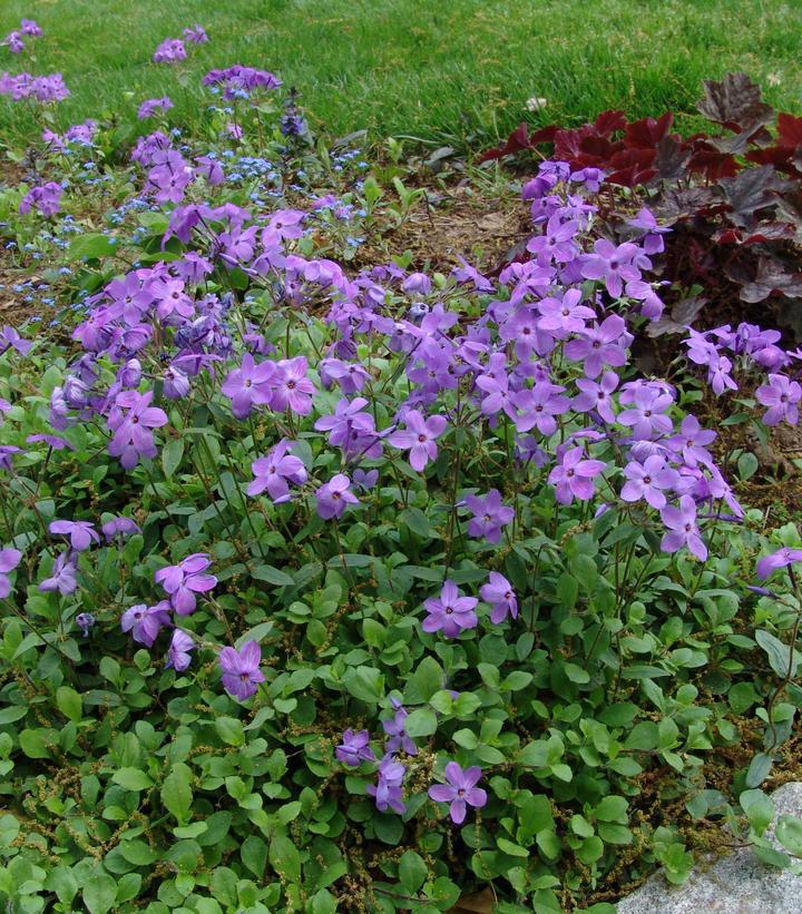 1G Phlox stolonifera 'Sherwood Purple' Sherwood Purple Creeping Phlox 1004036