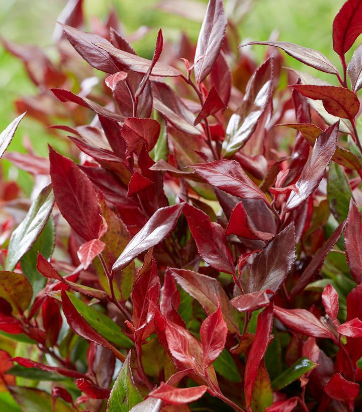 2G Leucothoe Fontanesiana Leafscape 'Little Flames' - 1014494