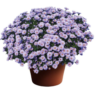 9" Aster - Days Blue