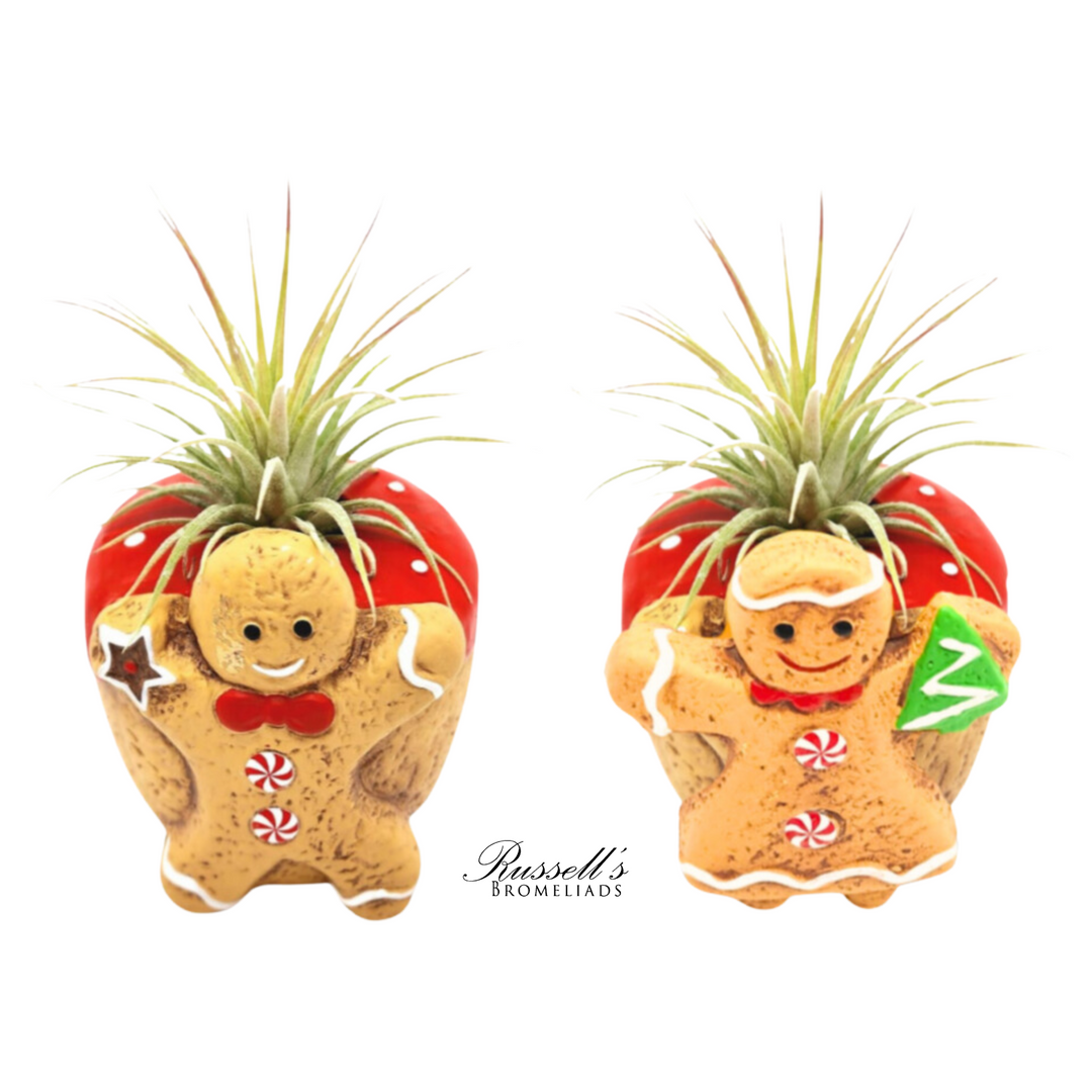 Gingerbread Couple with Air Plants, (One item, either boy or girl) FP0150