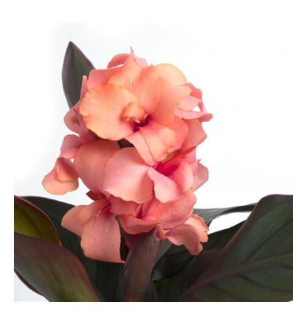 4.5" Canna Lilly Cannova