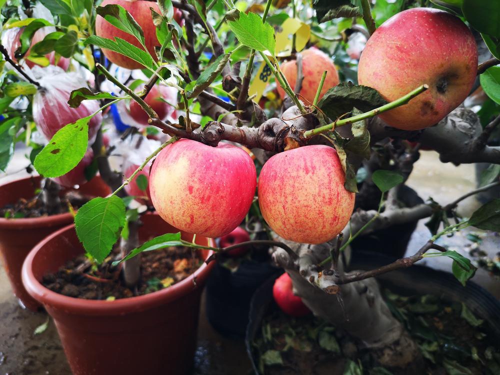 7G Malus 'Honeycrisp' - Apple Tree - 1000610