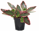 3.5" Peperomia Tricolour - G3522