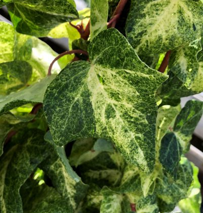 6" HB Hedera Hanging Basket - Ivy