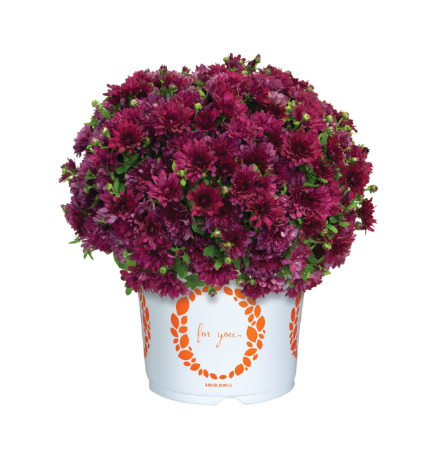 4.5" Mum - Buzz Purple