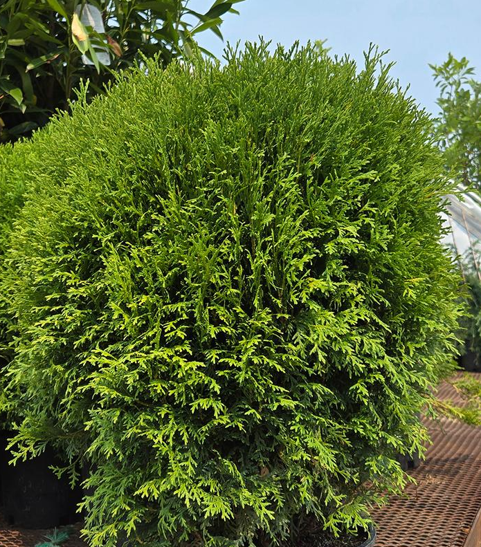 3G Thuja Occidentalis 'Little Giant' - Arborvitae - 1005732