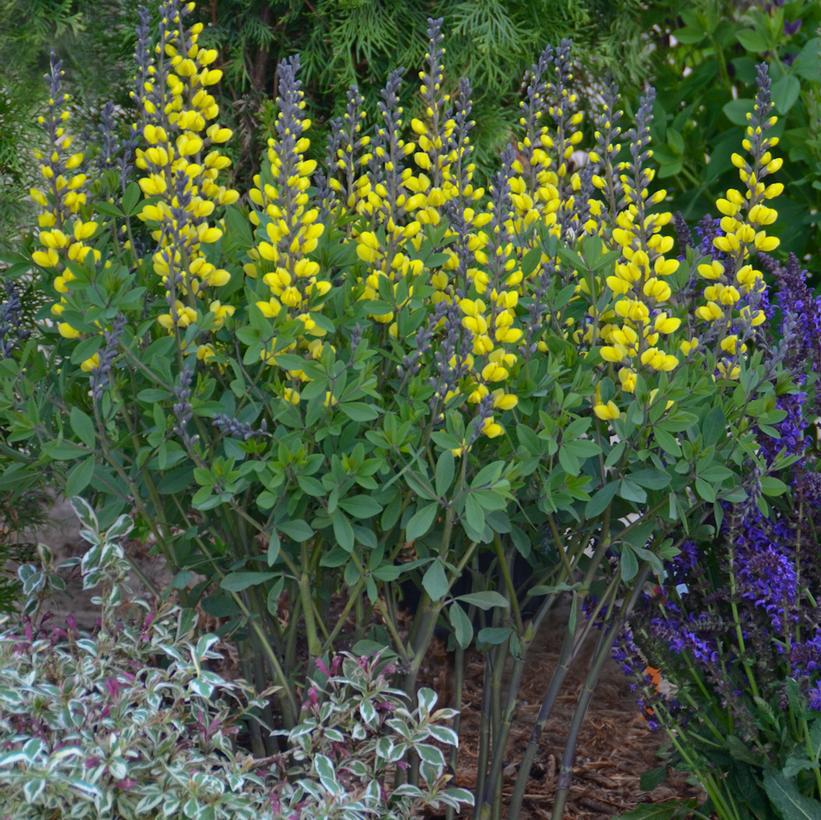 1G Baptisia Decadence - Lemon Meringue