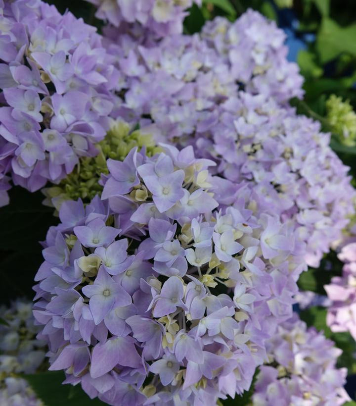 12" Hydrangea mac. Endless Summer® The Original ('Bailmer') Endless Summer® The Original Hydrangea: Patent PP15298 1014264