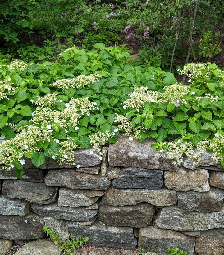 1G HYDRANGEA ANOMALA PETIOLARIS 'Climbing Hydrangea' 1001021