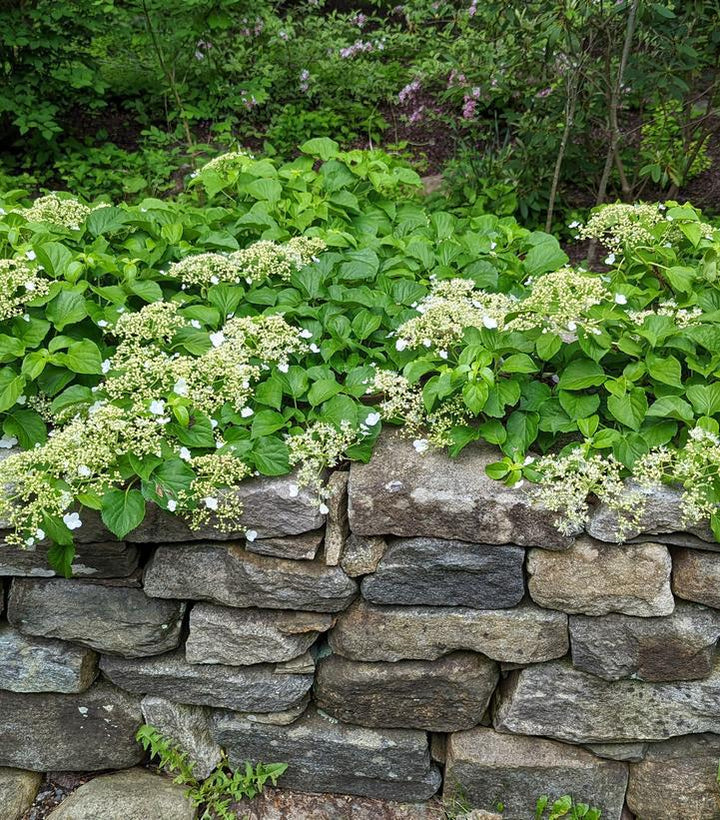 1G HYDRANGEA ANOMALA PETIOLARIS 'Climbing Hydrangea' 1001021