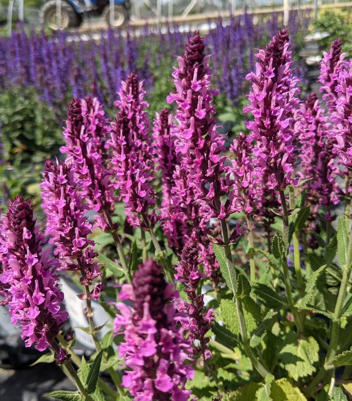 1G Salvia nemerosa 'Pink Profusion' Perennial Salvia: Patent PPAF 1010947