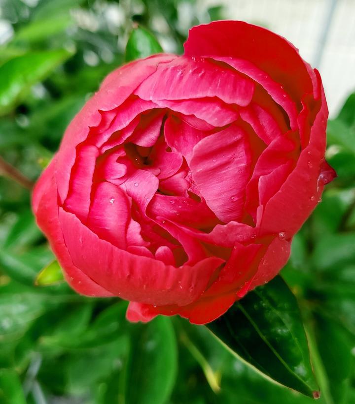 3G Paeonia 'Red Sarah Bernhardt' - Peony - 1015375