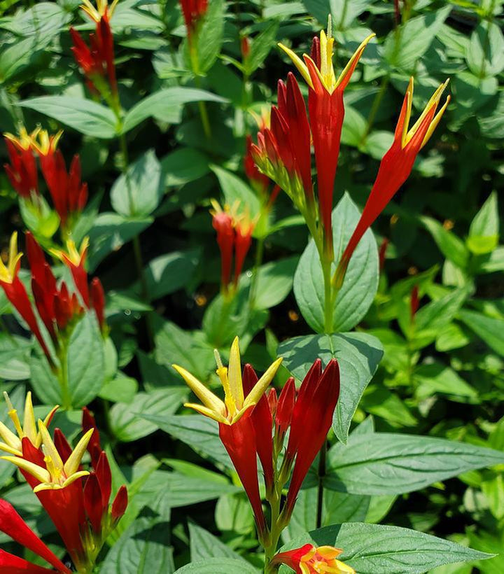 1G Spigelia Marilandica 'Little Red Head' - Indian Pink - 1010937
