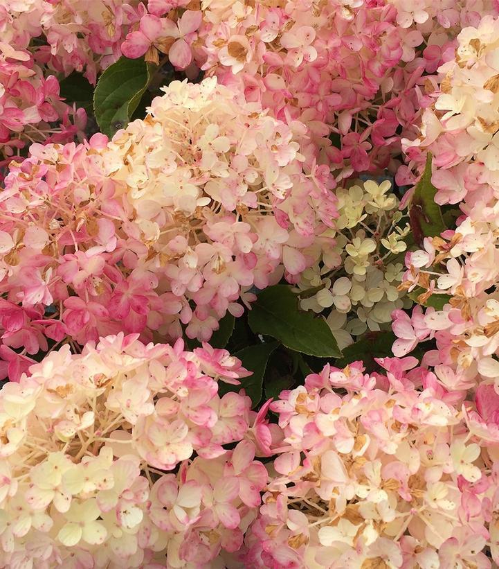 3G Hydrangea Paniculata 'Fire Light Tidbit' - 1012716