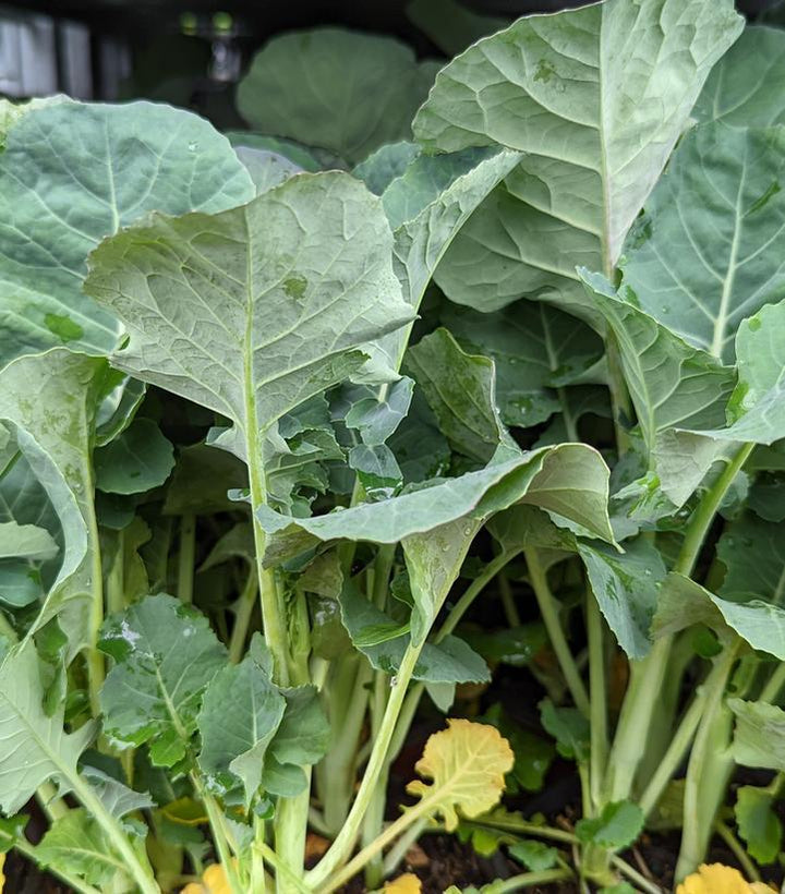 1G Broccolini 'Aspabroc' - 1007719