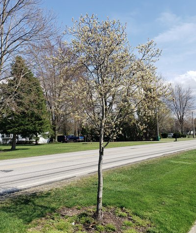 7G Amelanchier Canadensis 'Spring Glory' - Serviceberry - 1012577