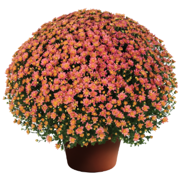 9" Mum - Jacqueline Peach Fusion