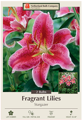Lily Stargaze Bulbs - 2 Count - 3832122770