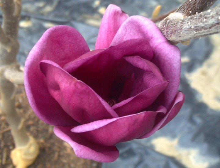 7G Magnolia x 'Genie' Magnolia 1007883